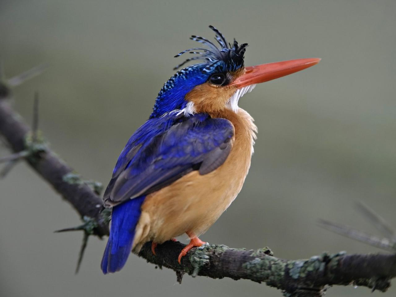 обои Malachite Kingfisher,   Lake Nakuru National Park,   Kenya фото