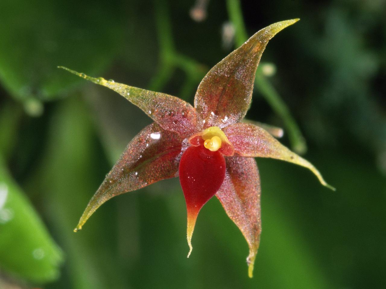 обои Miniature Epiphytic Orchid,   Costa Rica фото