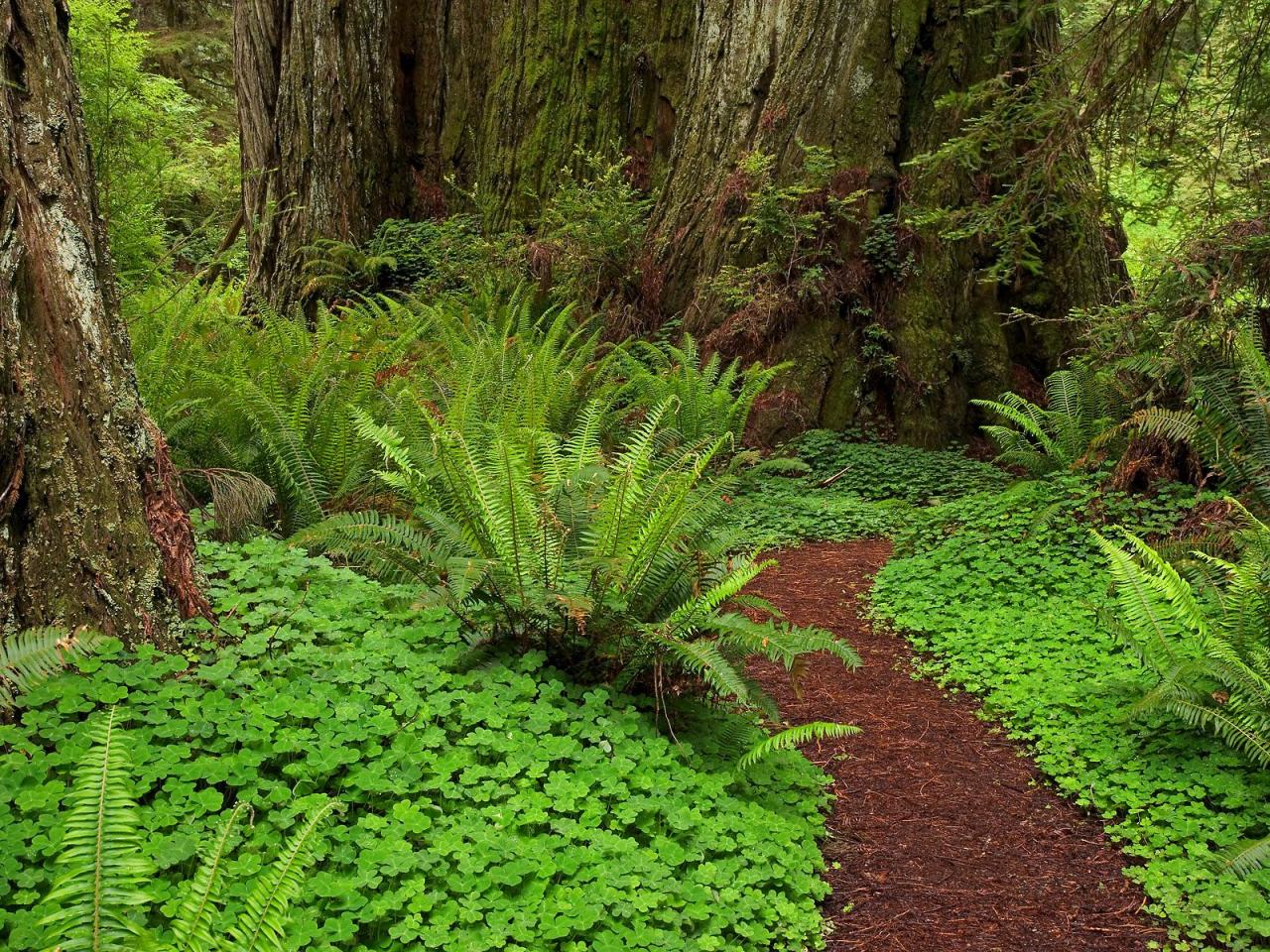 обои Prairie Creek Redwoods State Park,   California фото