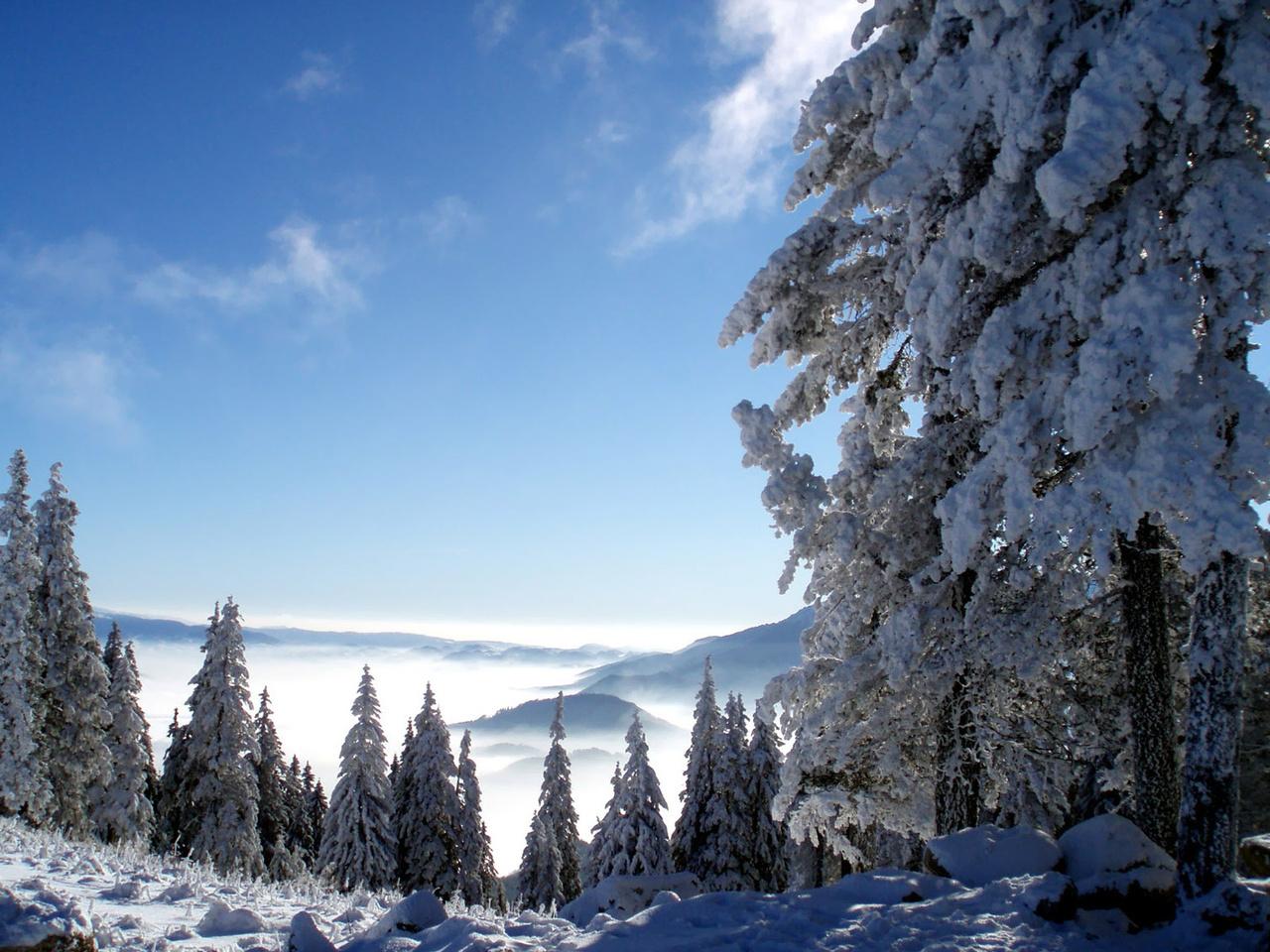 обои Зима в лесу фото