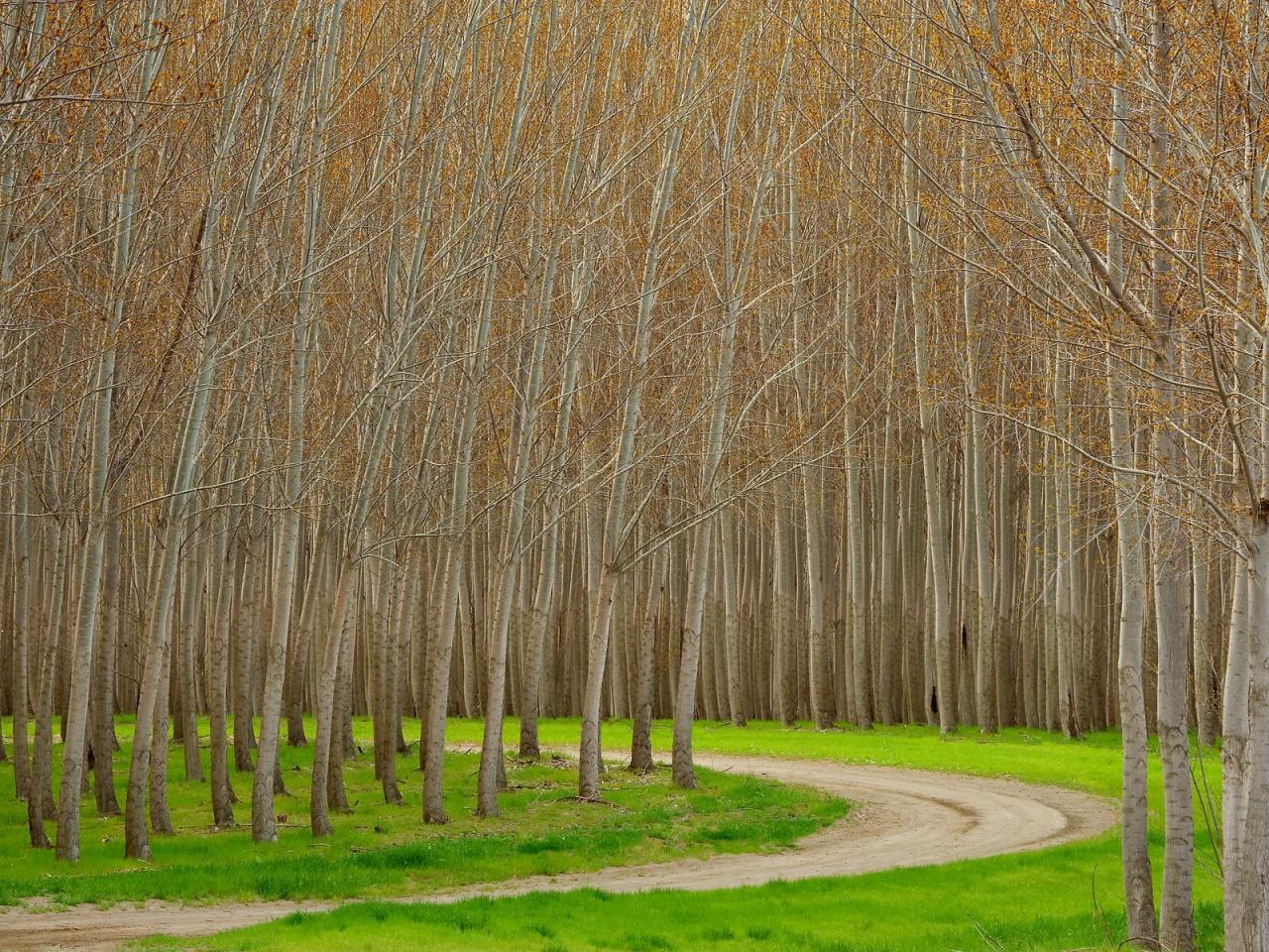 обои Hybrid Poplar Trees,   Boardman,   Oregon фото