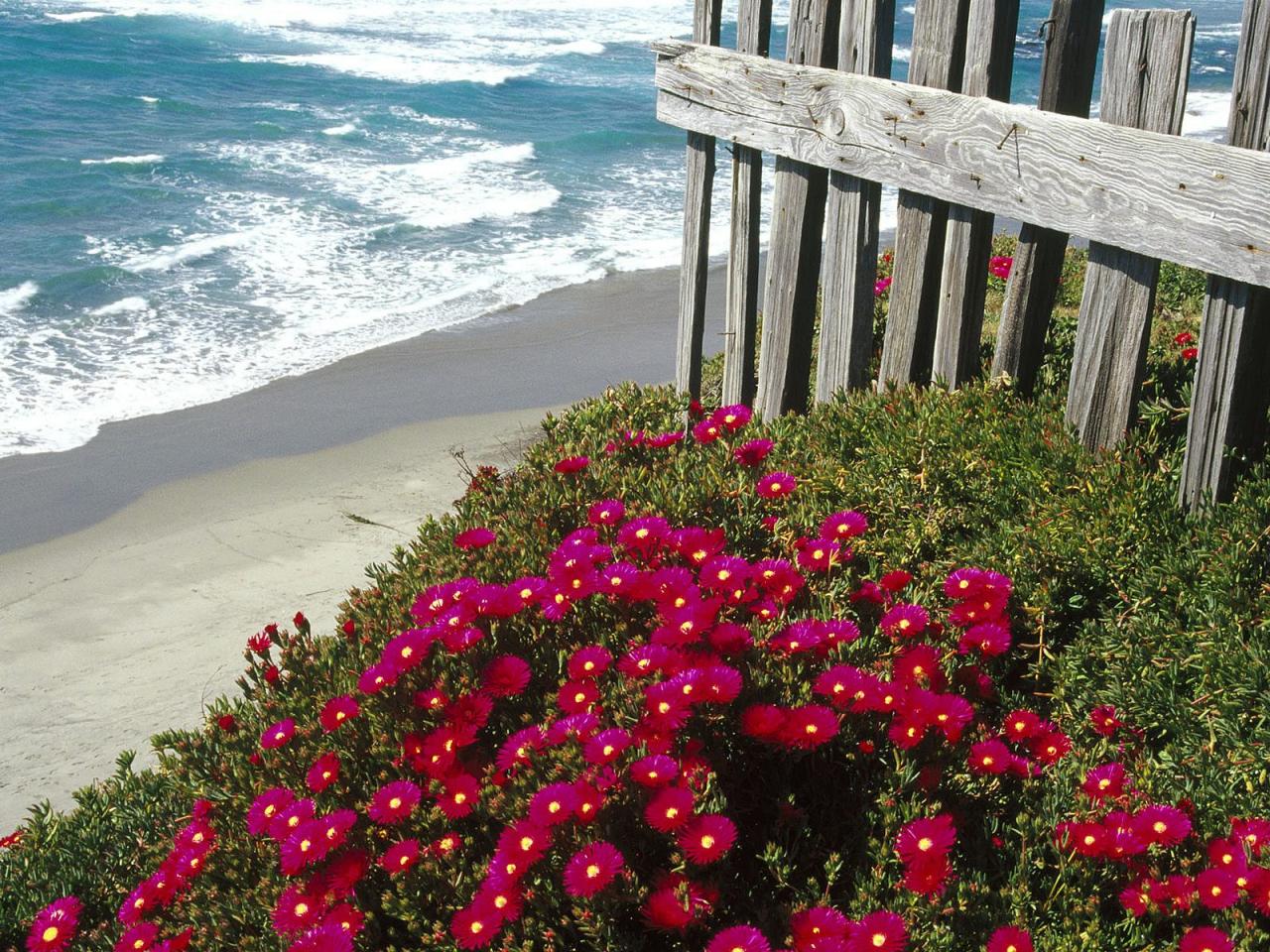 обои Ice Plant,   Central Coast,   California фото