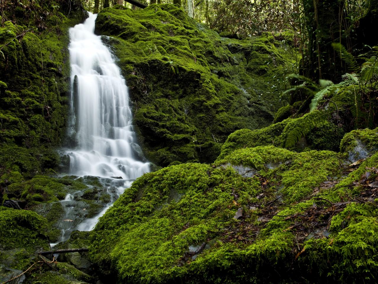 обои Водопад в лесу фото