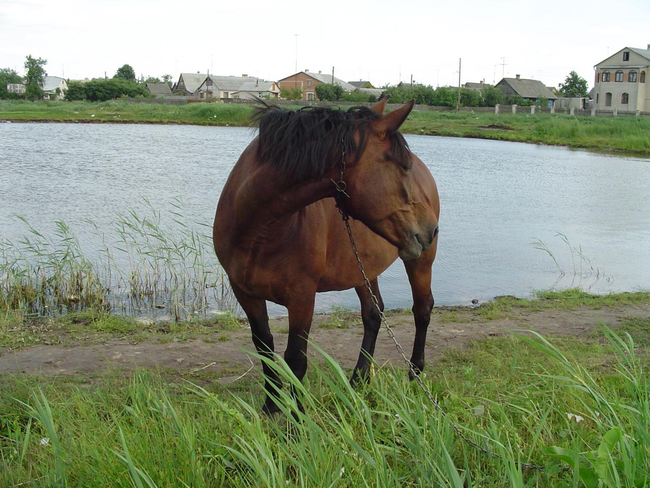 обои Лошадь у озера фото