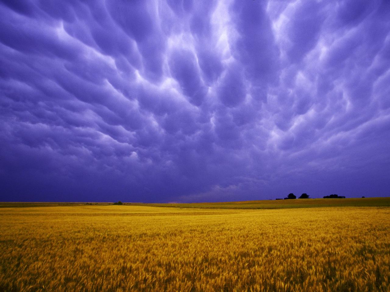 обои Field of Amber Grains,   Iowa фото