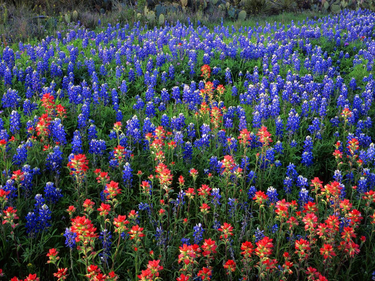 обои Field of Texas Paintbrush and Bluebonnets,   Inks Lake State Park,   Texas фото