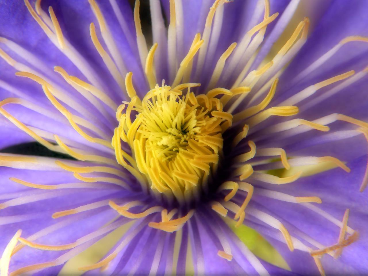 обои Clematis Close-Up фото