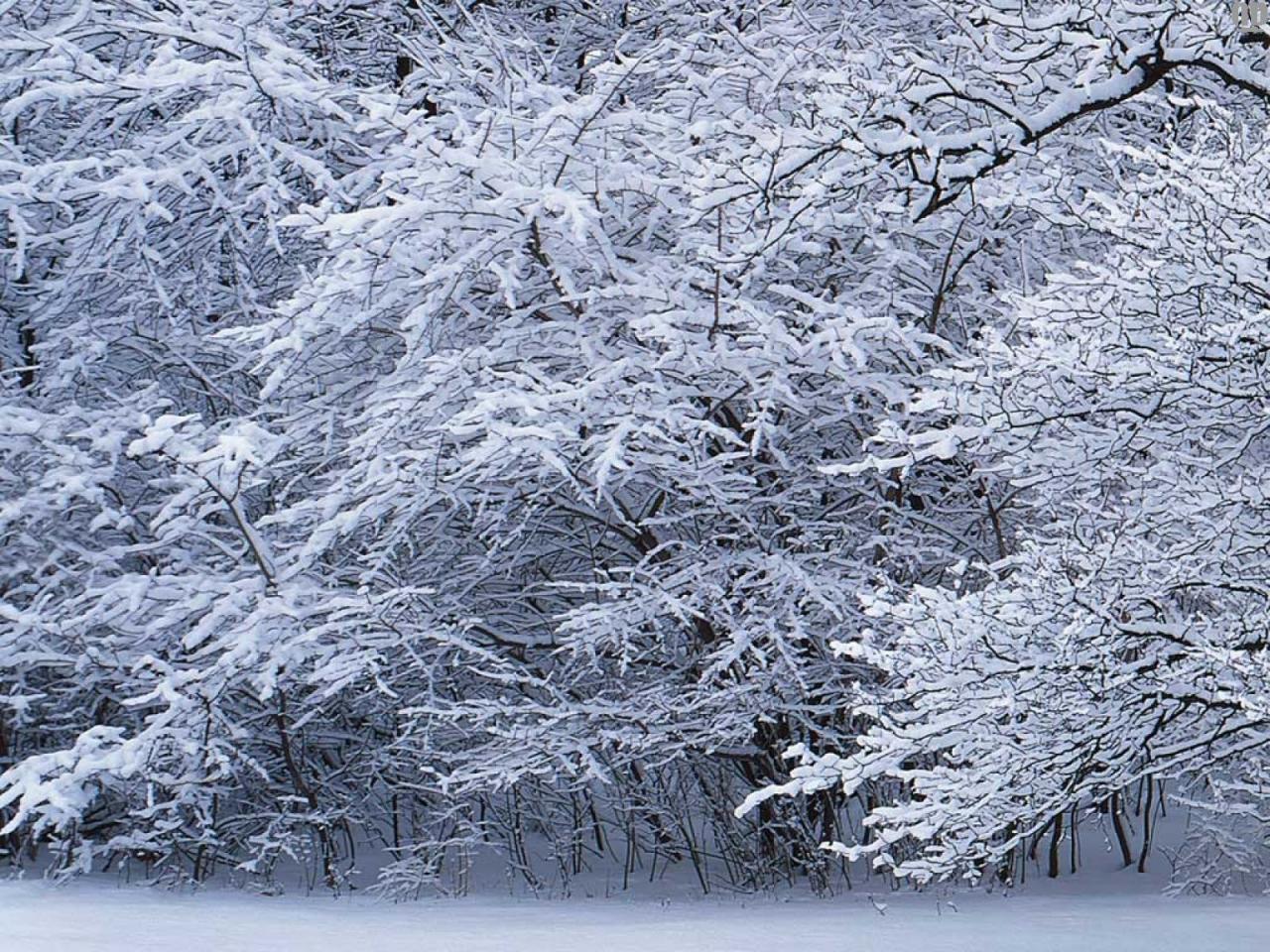 обои Зимний лес фото