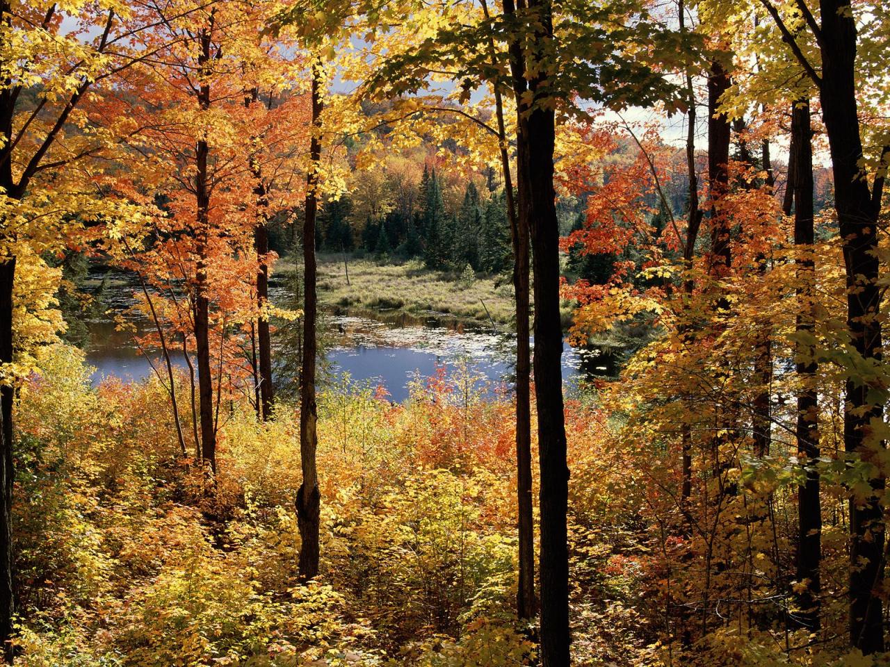 обои Lac Fortune,   Gatineau Park,   Quebec,   Canada фото