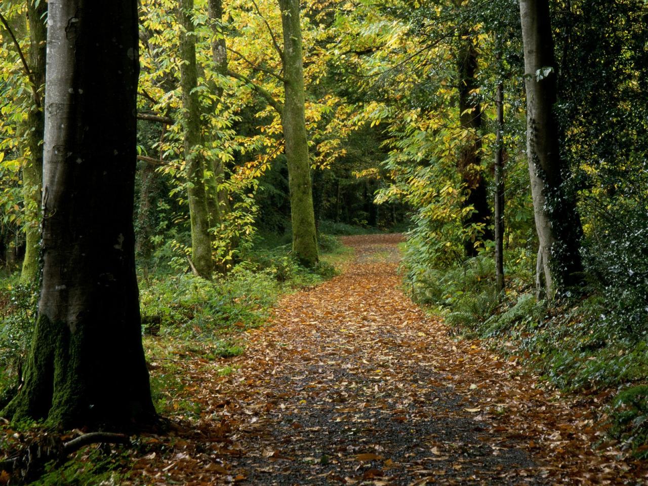 обои Peaceful Path,   Ireland фото