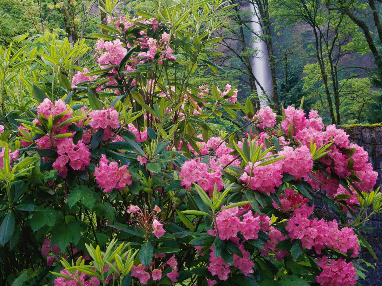 обои Rhododendrons and Multnomah Falls,   Columbia River Gorge National Scenic Area,   Oregon фото