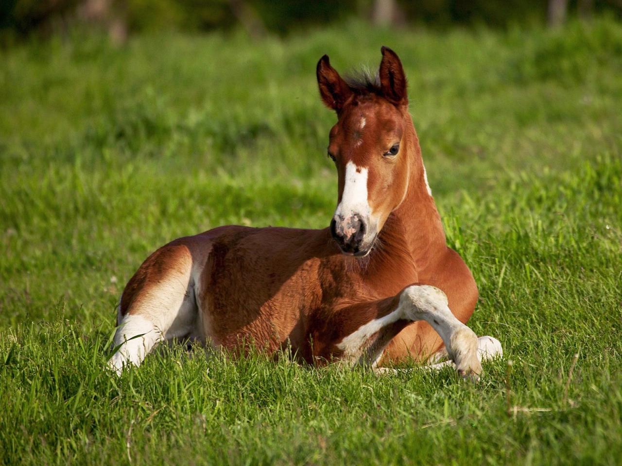 обои Молодая лошадь фото