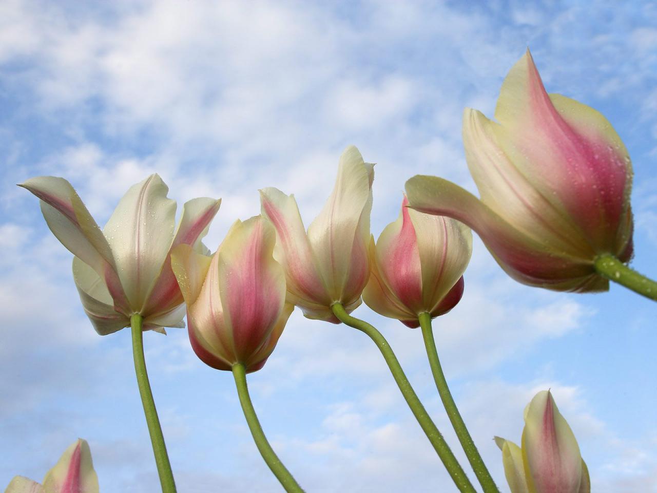 обои Tulips From Down Under фото