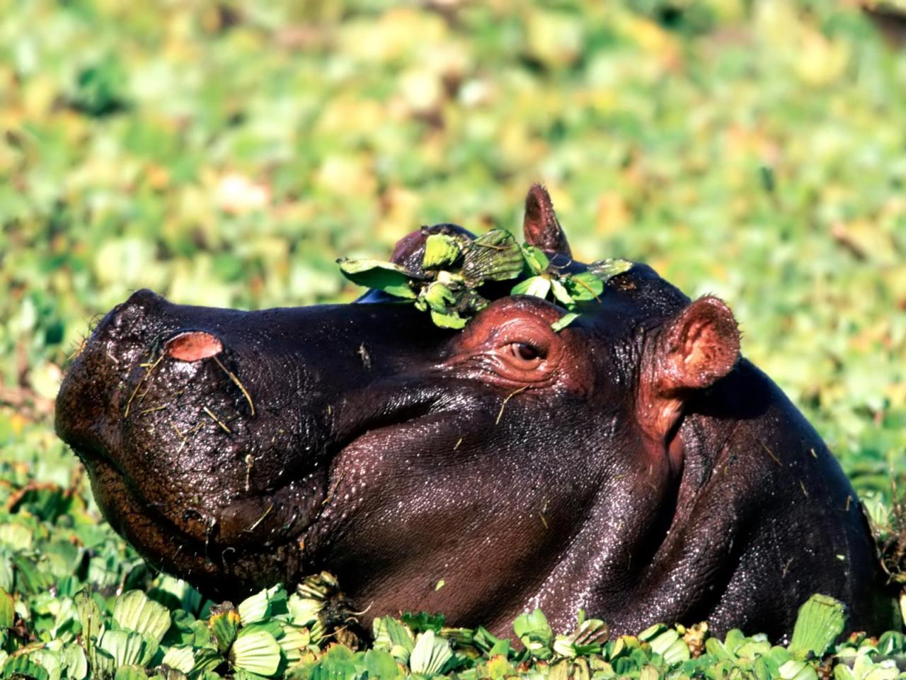 обои Hippopotamus or hippo фото