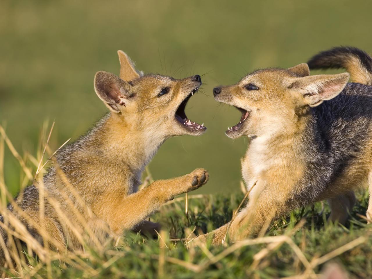 обои Island fox фото