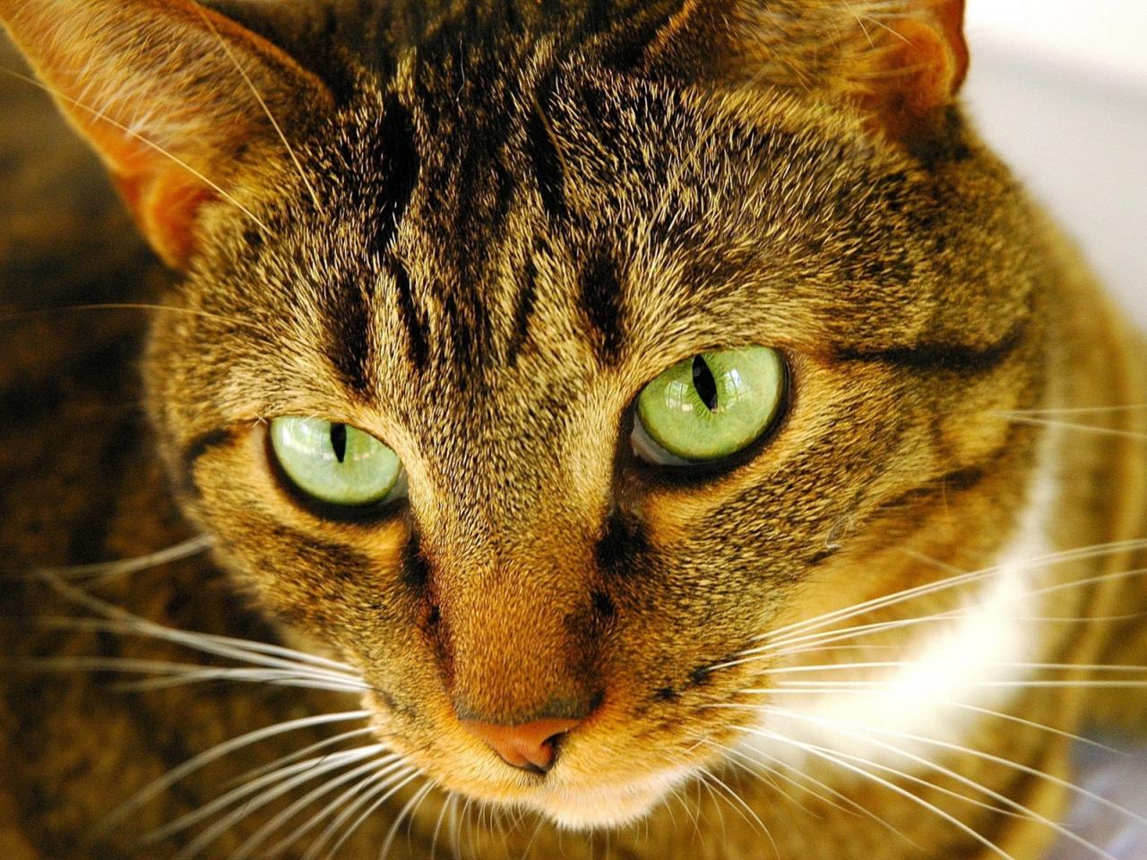 обои Кот с зелеными глазами фото