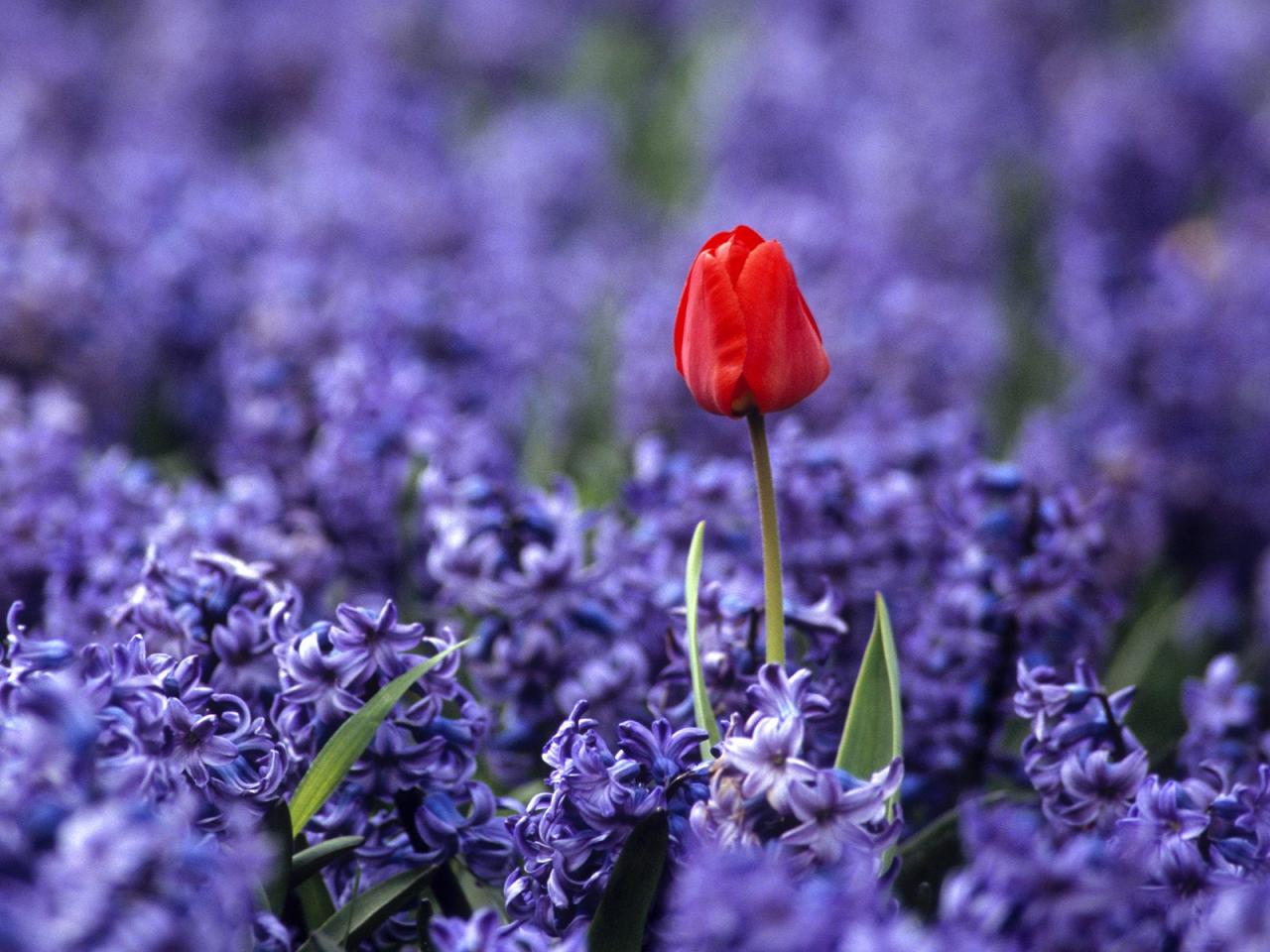 обои Independence,   Keukenhof Flower Garden,   Holland фото