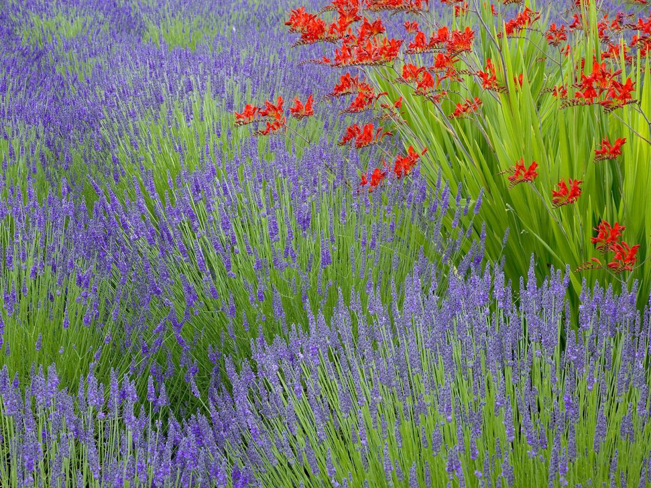 обои Lavender and Crocosmia,   Bainbridge Island,   Washington фото