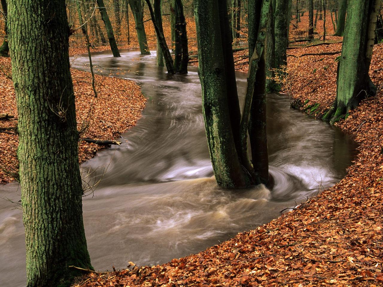 обои Seasonal Flood,   Leuvenumse Bos,   Veluwe Region,   The Netherlands фото