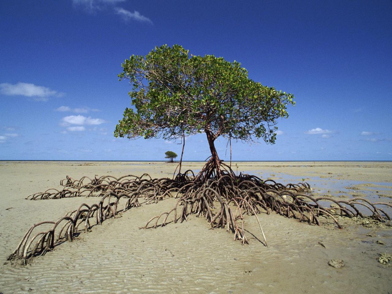 обои Mangrove Tree,   Daintree National Park,   Australia фото