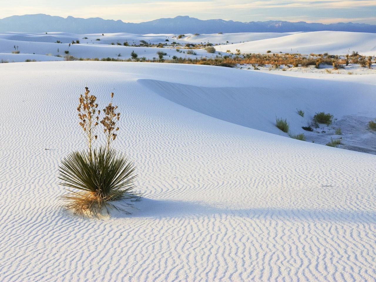 обои Soaptree Yucca Growing in Gypsum Sand,   White Sands National Monument,   New Mexico фото