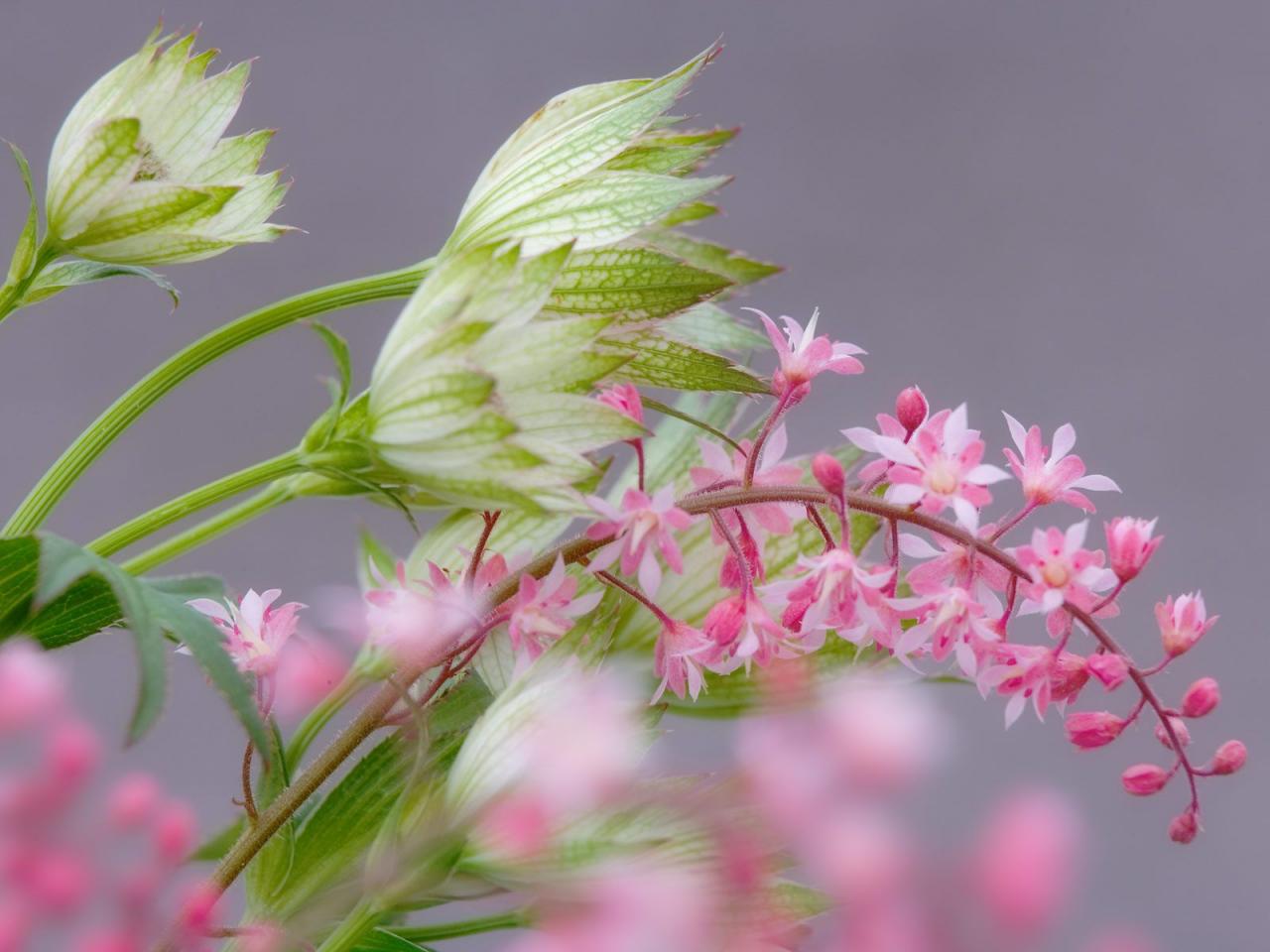 обои Heucherella & Astrantia фото