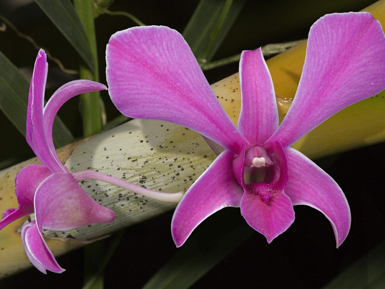 обои Lim Chong Orchid фото