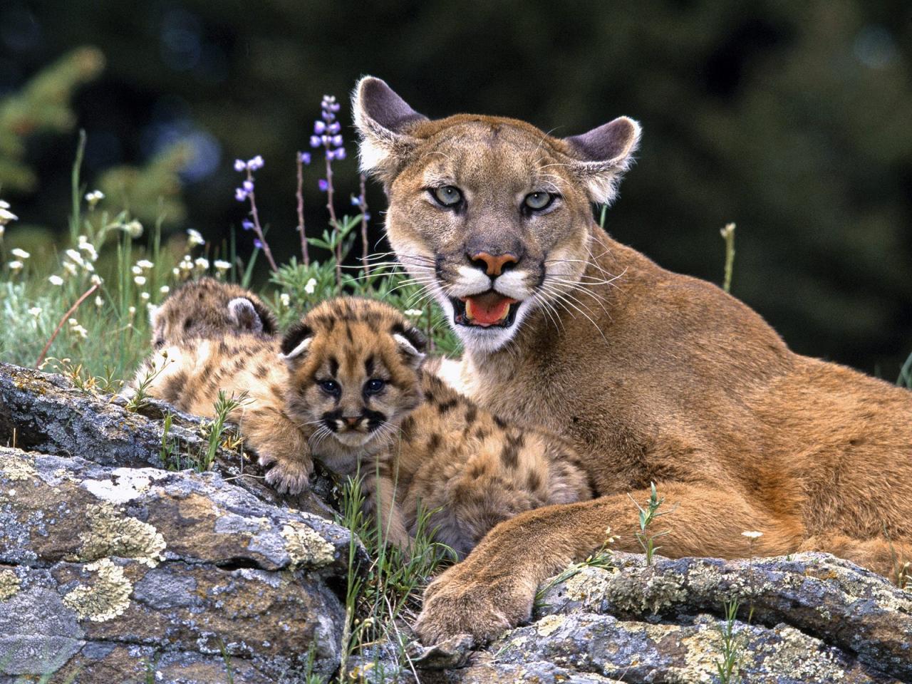 обои Mountain Lion With Cub фото