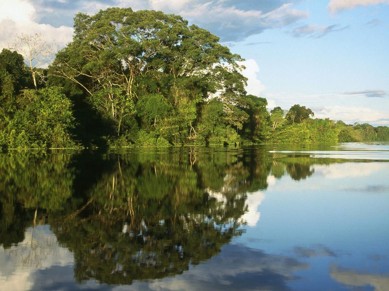 обои Pacaya-Samiria National Peserve,   Amazonia,   Peru фото