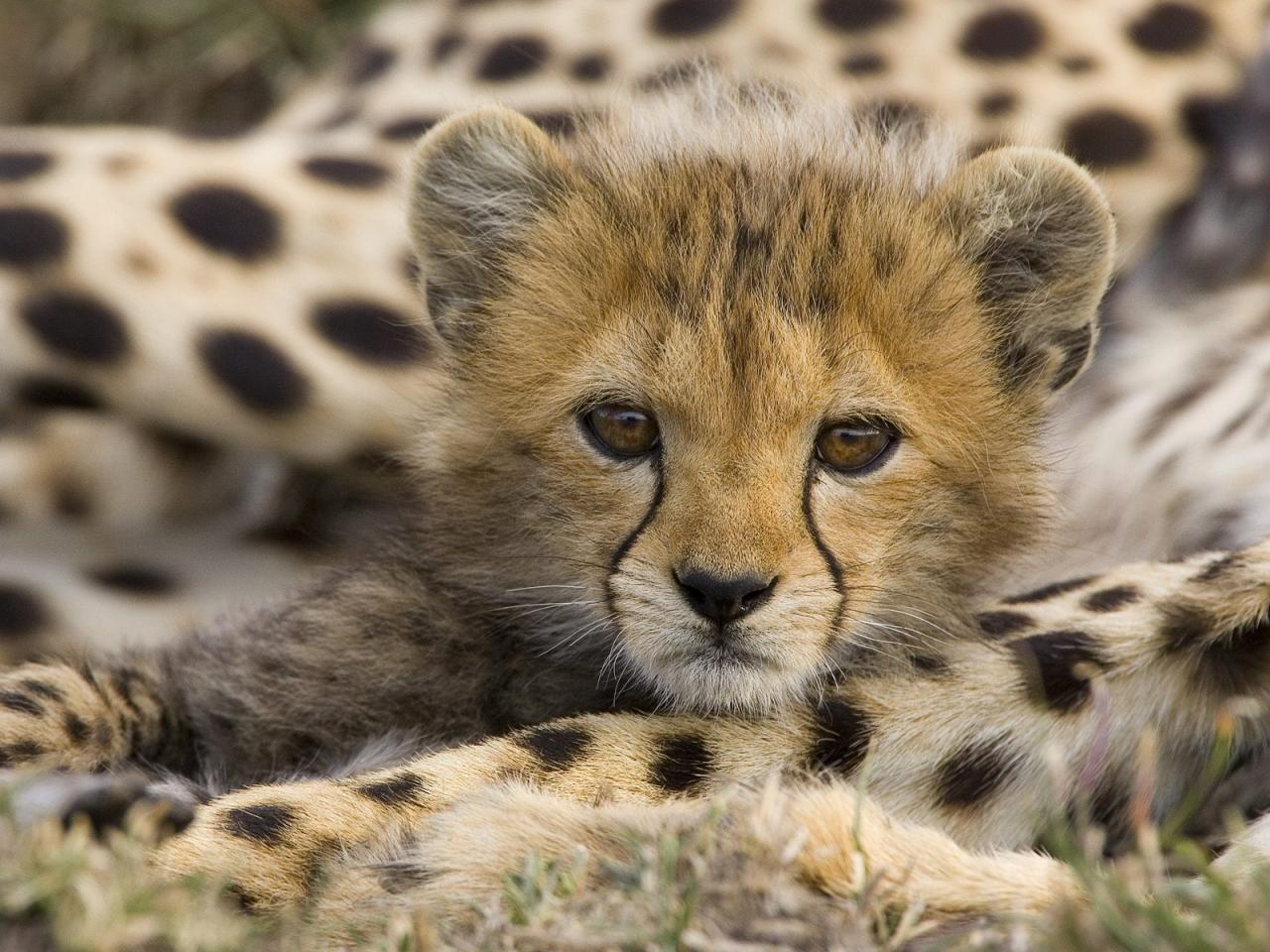 обои Portrait of a Cheetah Cub,   Masai Mara Reserve,   Kenya фото