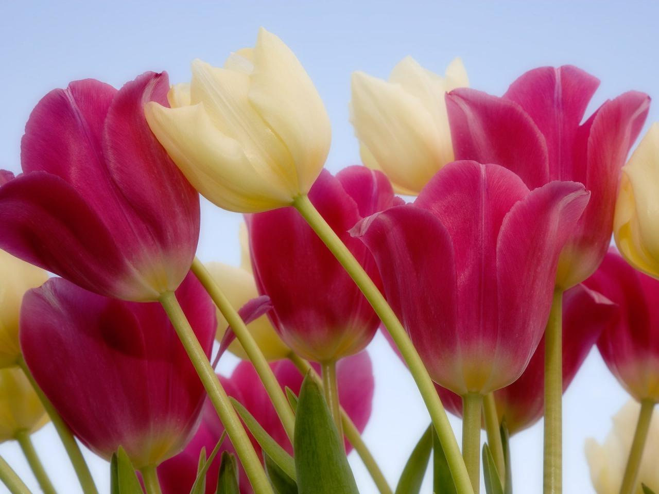 обои Tulips and Sky фото