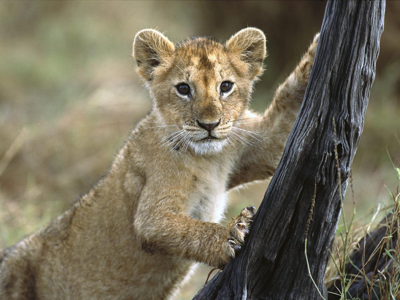 обои 3 Month Old Lion Cub,   Masai Mara National Reserve,   Kenya фото