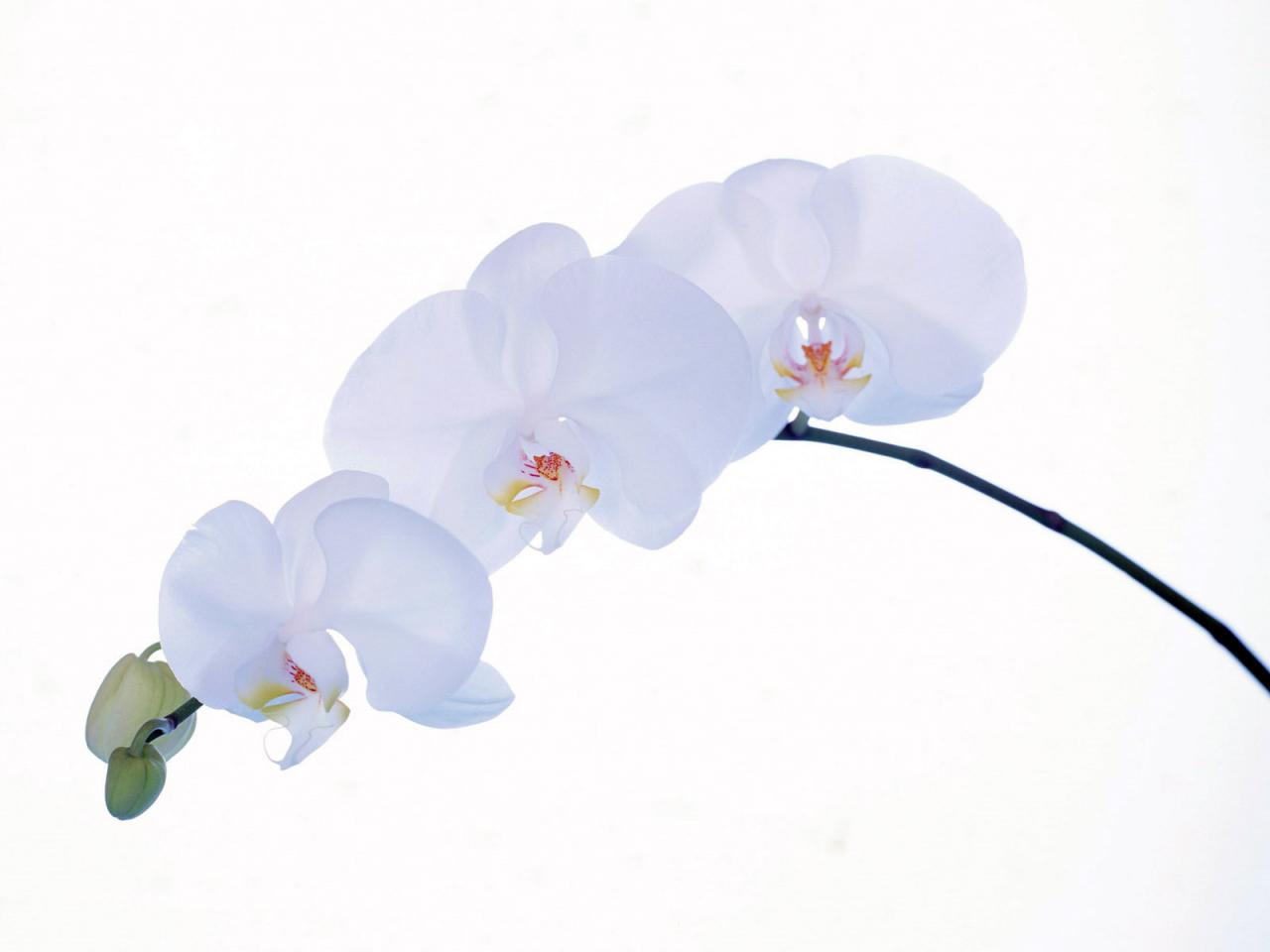 обои Ветвь орхидеи фото