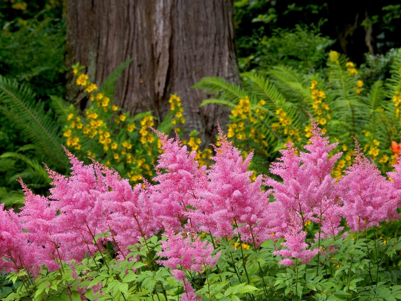 обои Astilbe Garden,   Washington фото