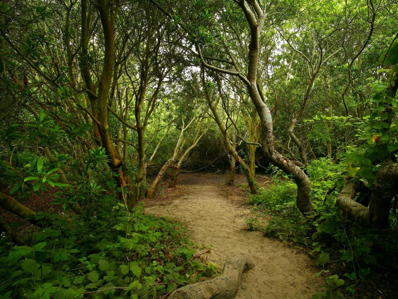 обои Bodega Woods Trail,   California фото