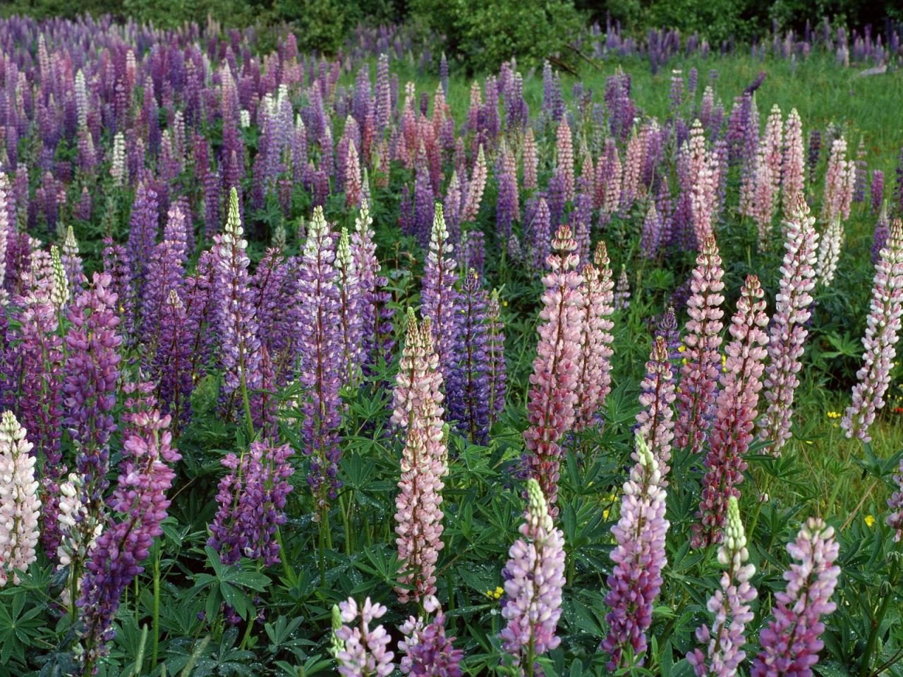 обои Cluster of Lupine,   Minnesota фото