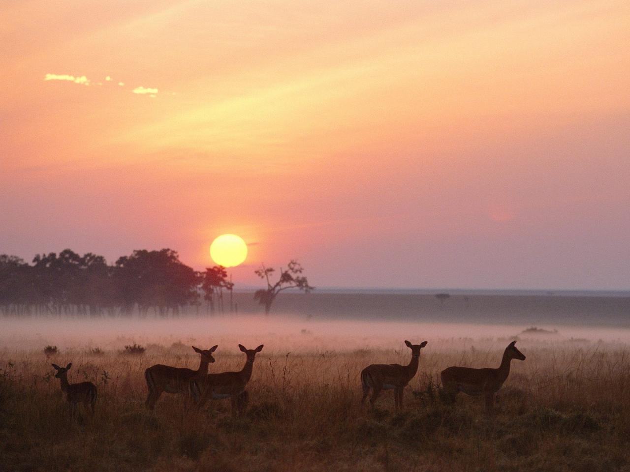 обои Impala Herd at Dawn,   Masai Mara National Reserve,   Kenya фото