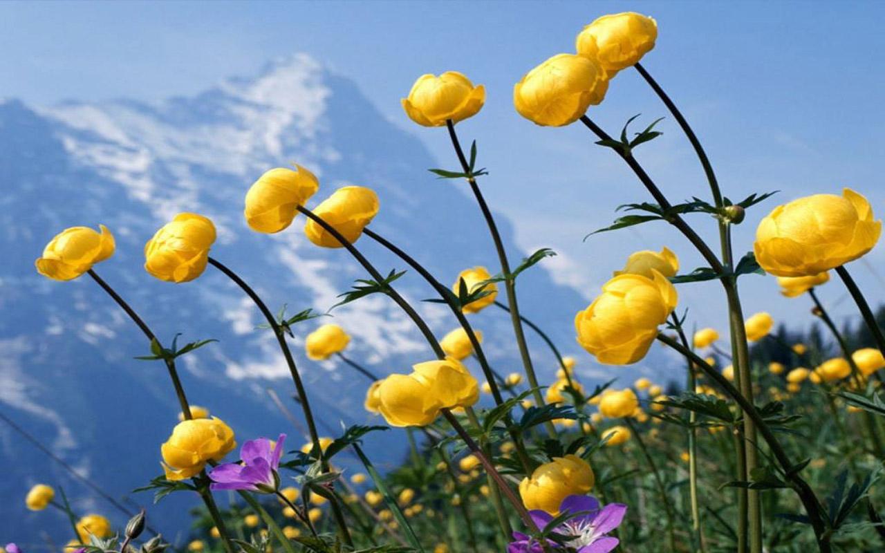 обои Желтые горные цветы фото