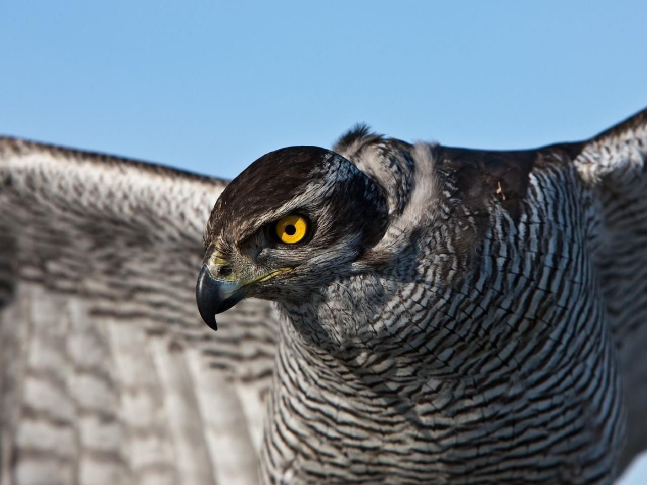 обои Birds Hawk фото