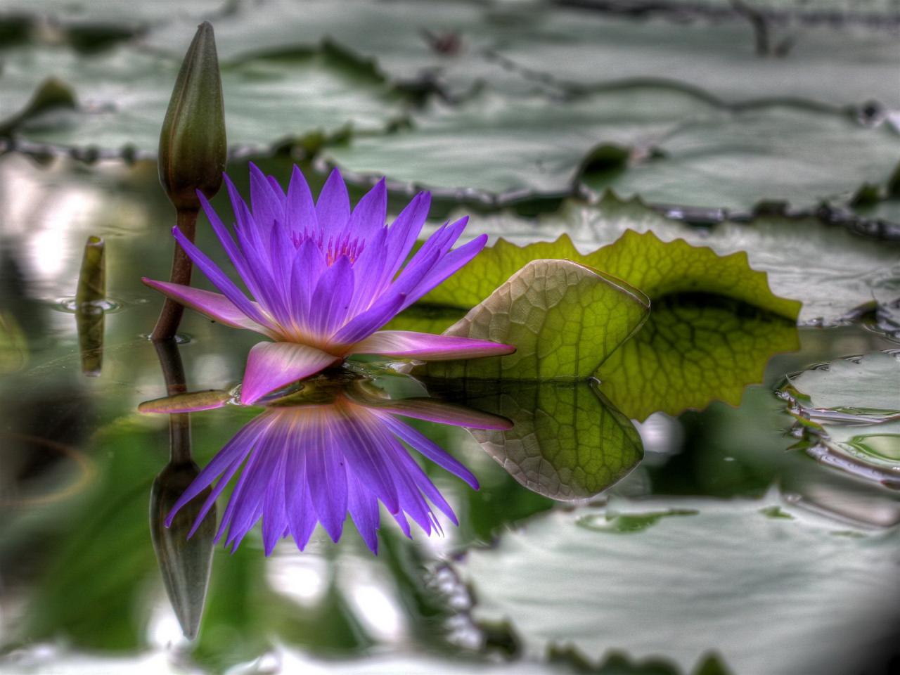 обои Цветок на воде фото