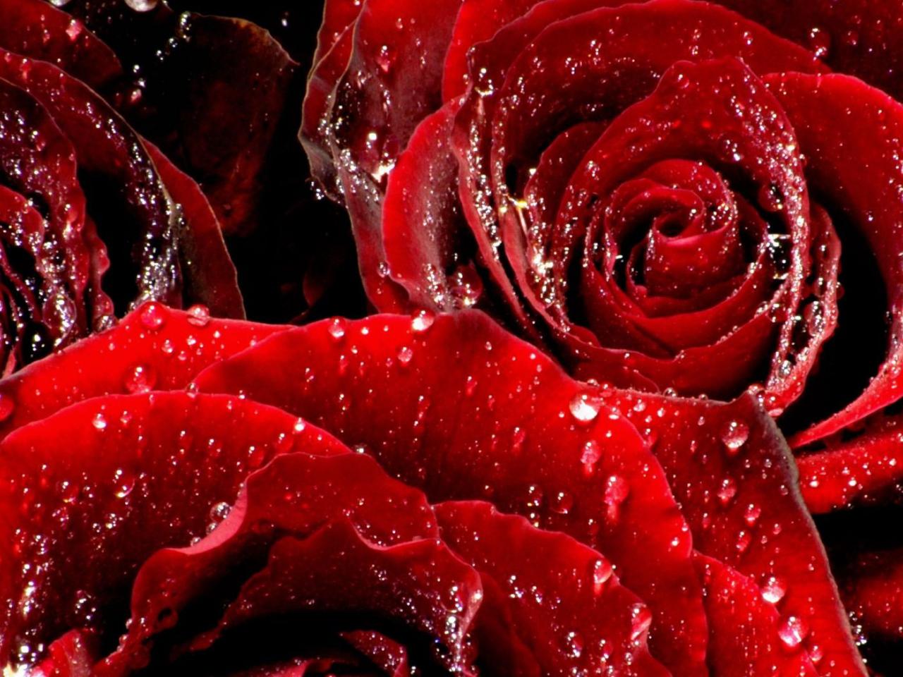 обои Розы в каплях дождя фото