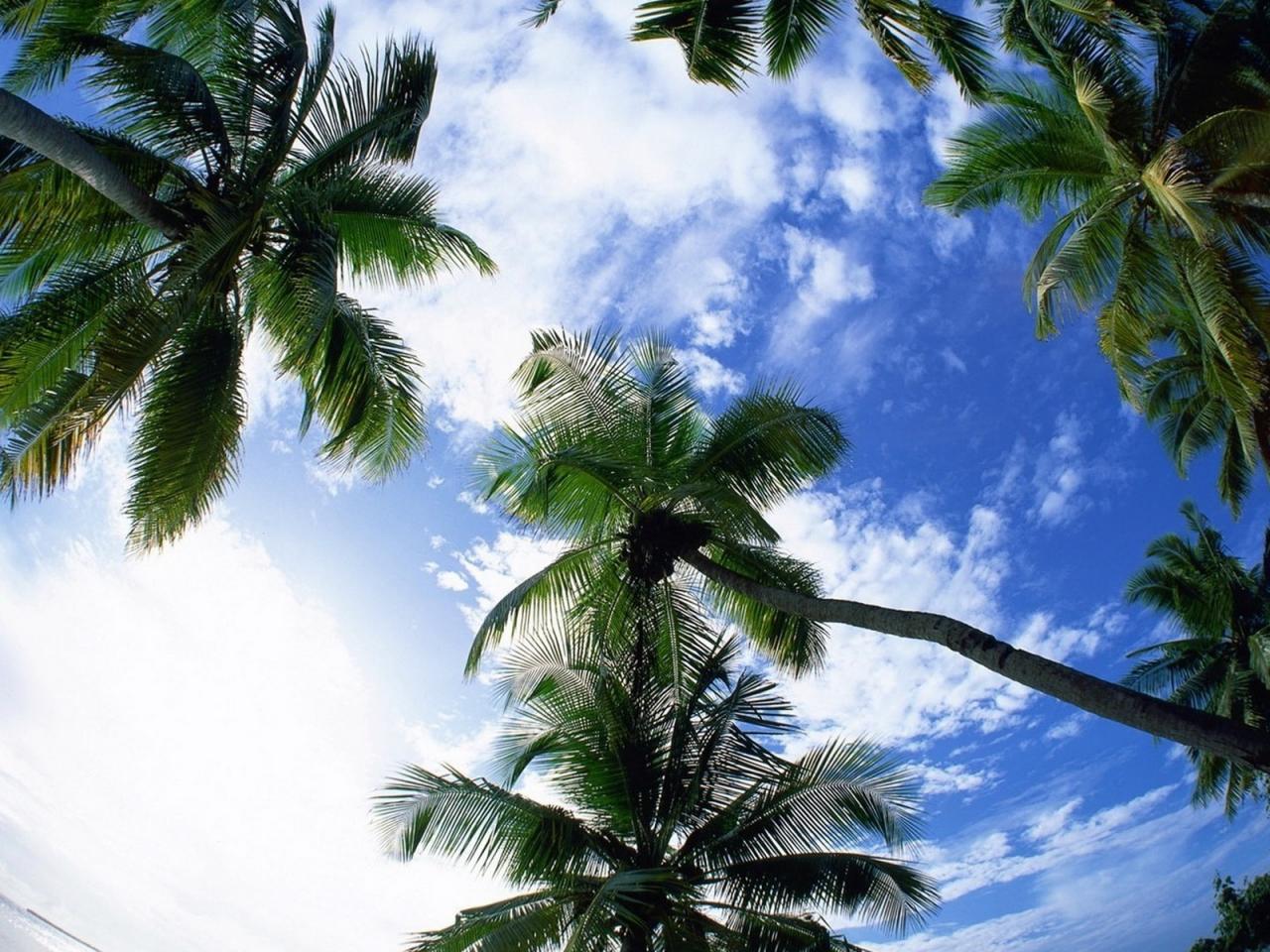 обои Пальмы и небо фото