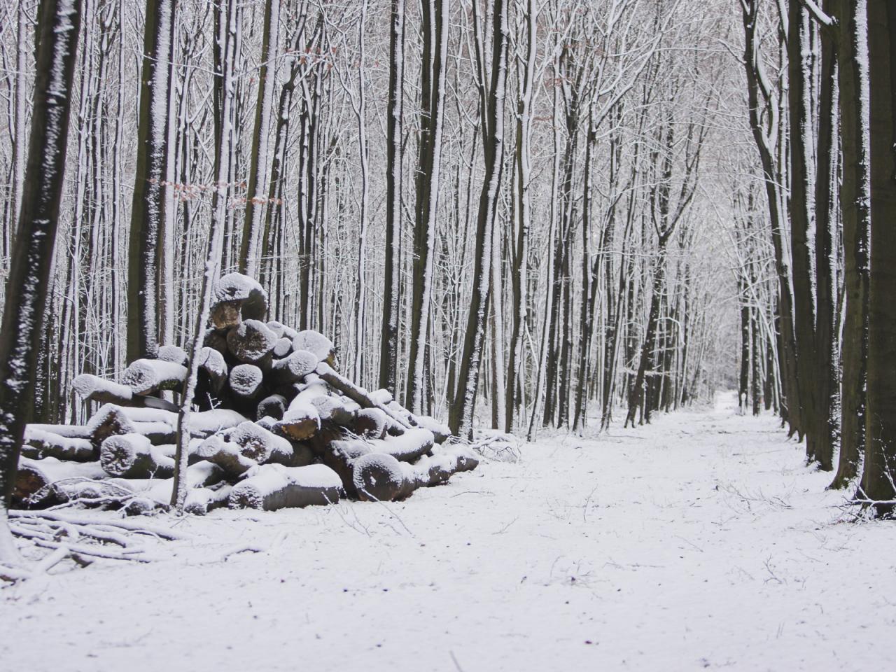 обои Winter forest фото