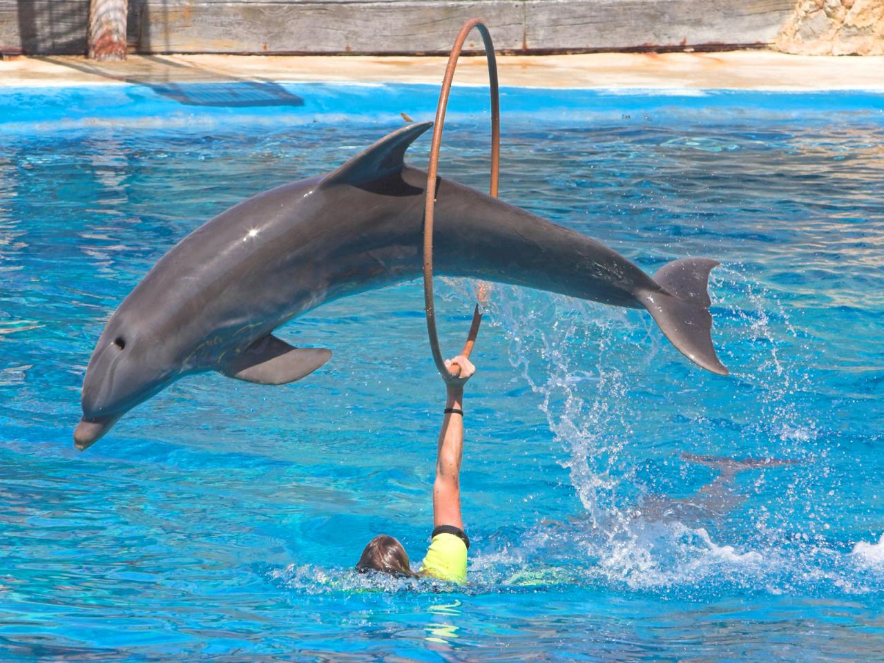 обои Дрессированный дельфин фото