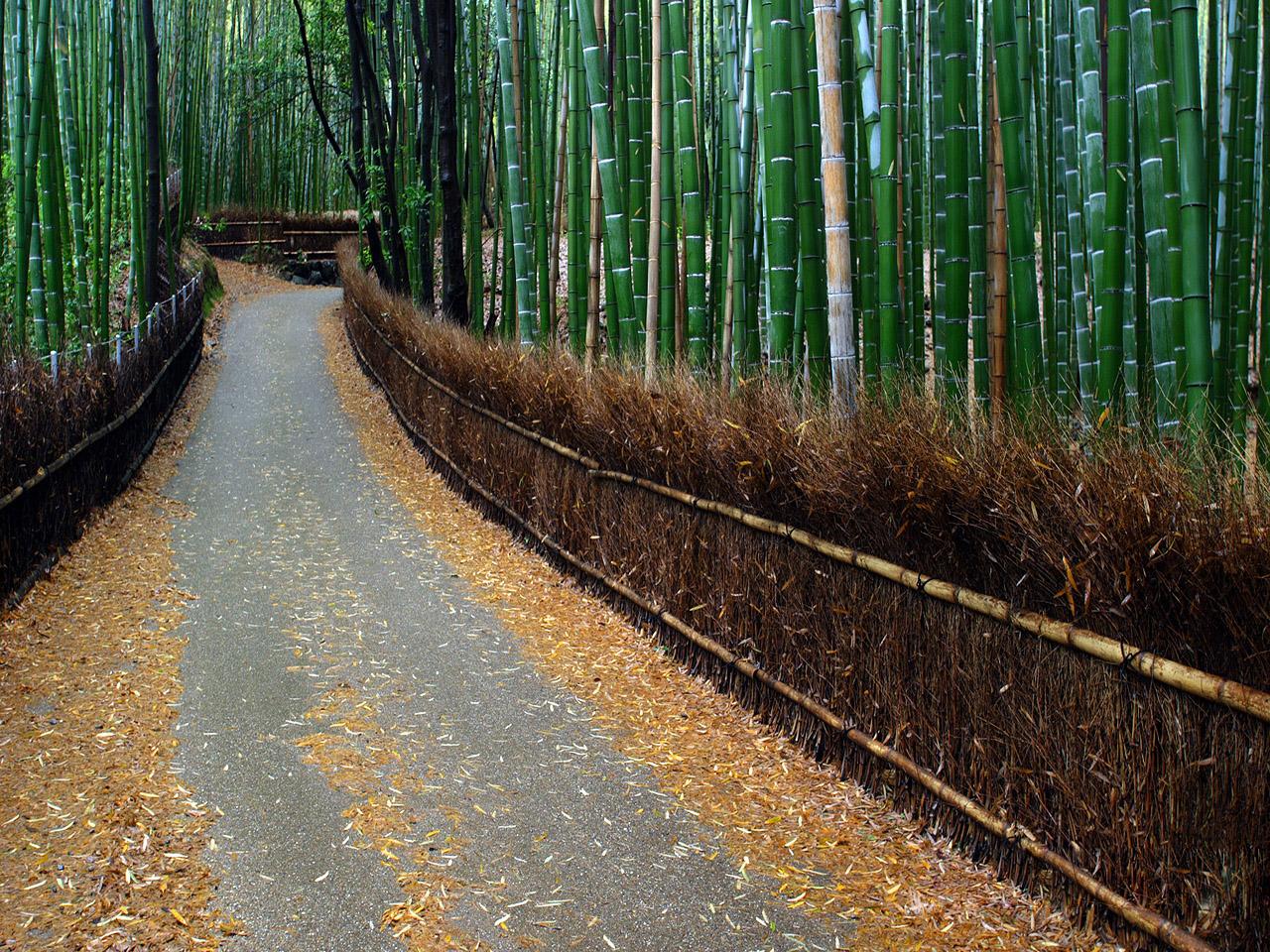 обои Дорога в зарослях бамбука фото