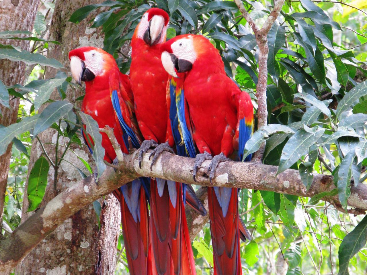 обои Красные попугаи на ветке фото