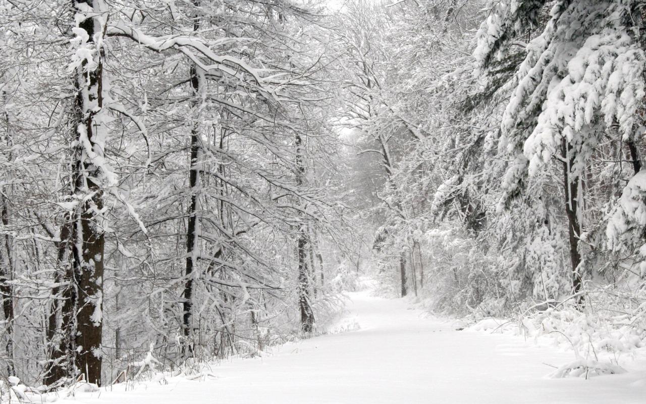 обои Зимний лес фото