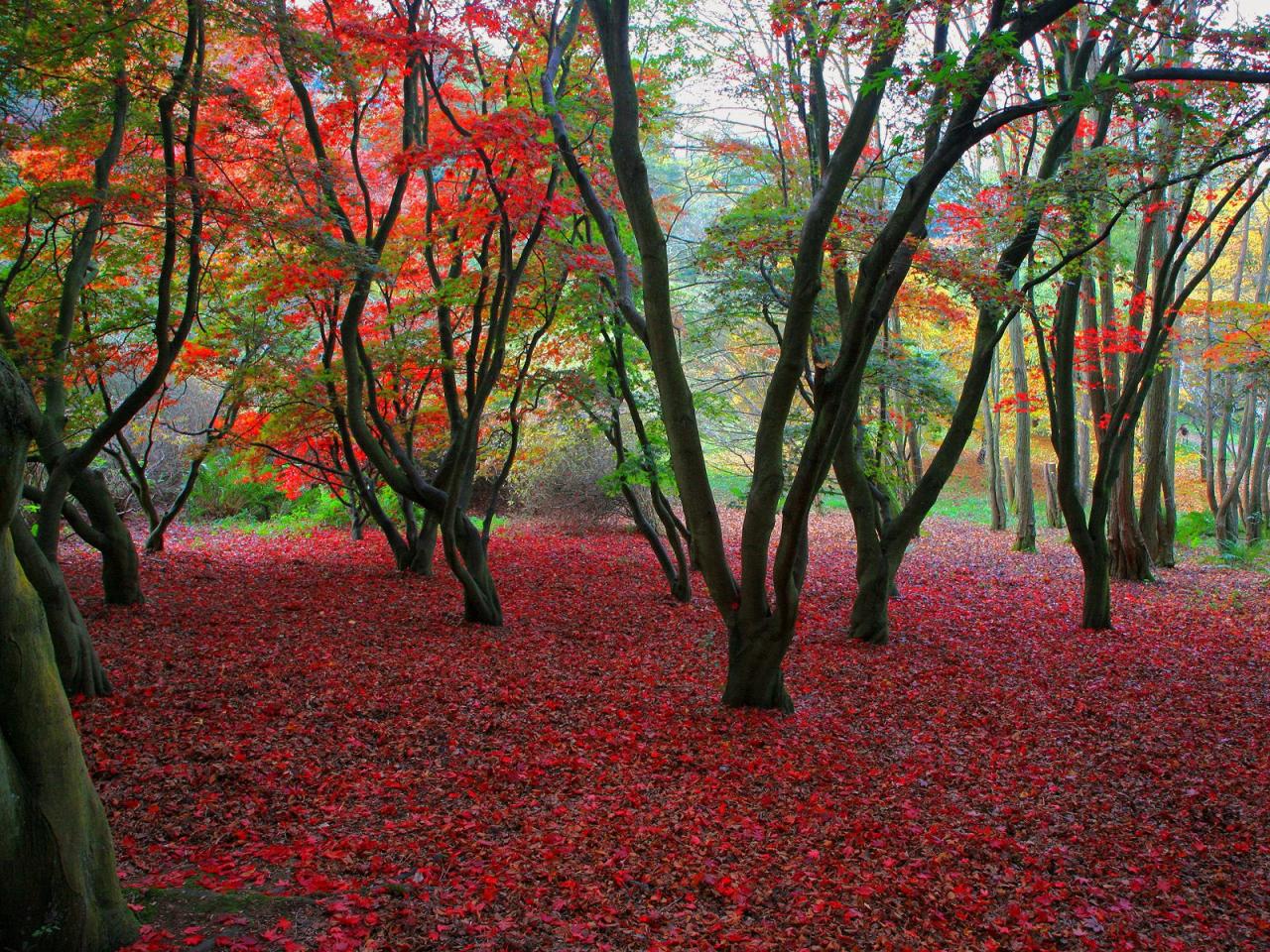 обои Удивительный лес осенью фото
