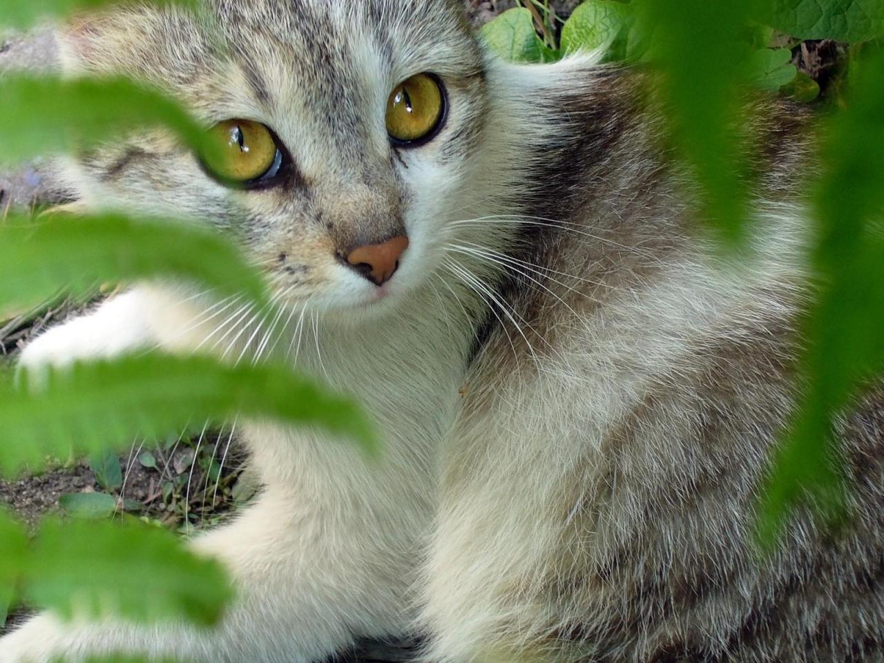 обои Кошка в листве фото