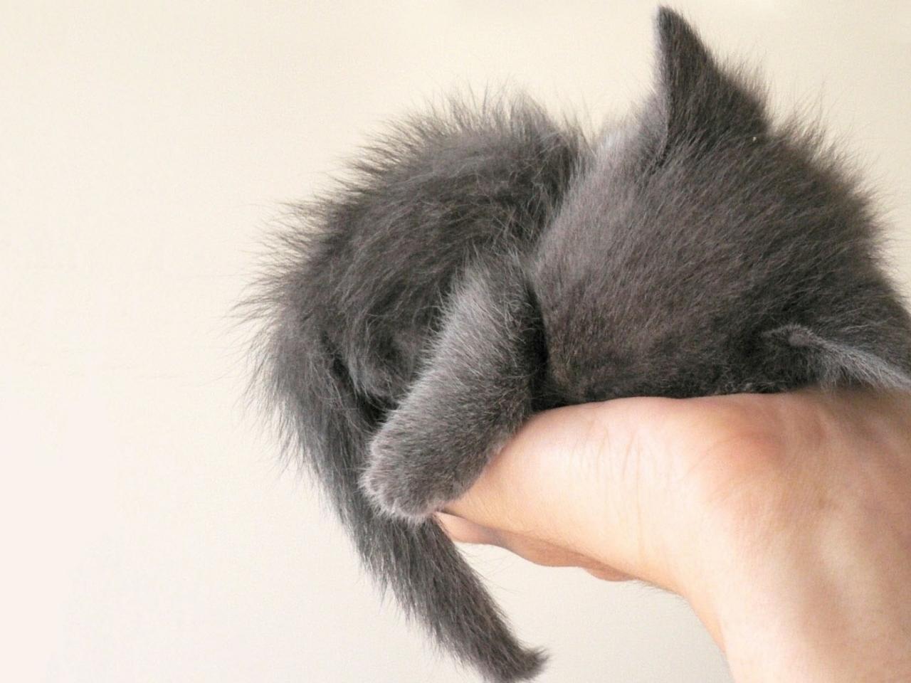 обои Серый котенок НА РУКЕ фото